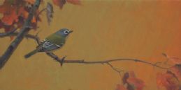 Blue Headed Vireo
