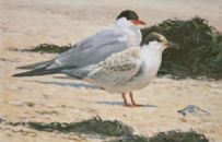 Common Terns