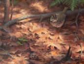 Ovenbird