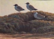 3 Gulls