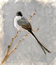 Fork-Tailed Flycatcher