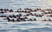 Raft of Scaup