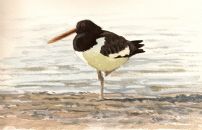 Oystercatcher Napping