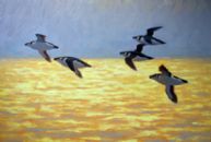 Razorbills