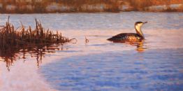Red Throated Loon