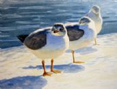 Ring-Billed Gulls