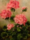 Geraniums