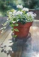 White Geraniums