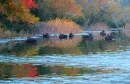 Black Ducks in Autumn Reflections