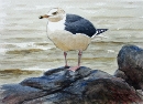 Great Black-backed Gull